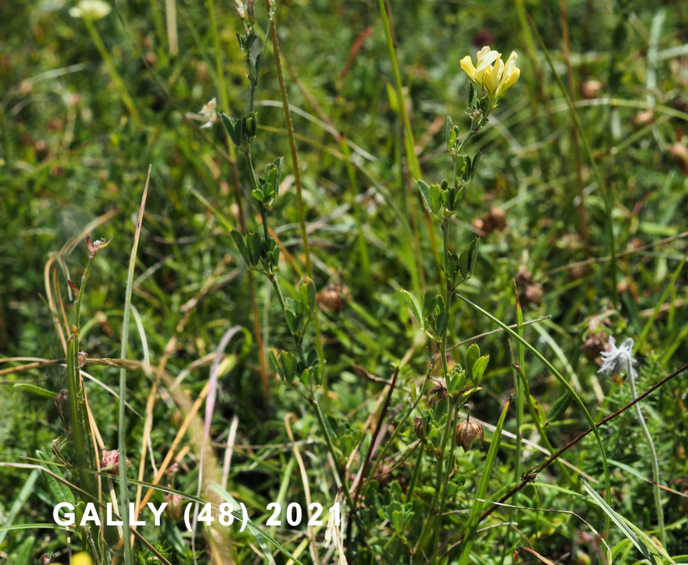 Medick, Sickle plant